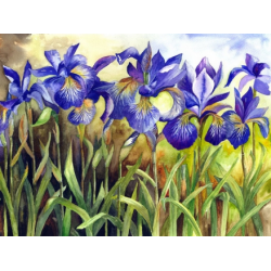 Алмазна мозаїка “Іриси“ 40*30см